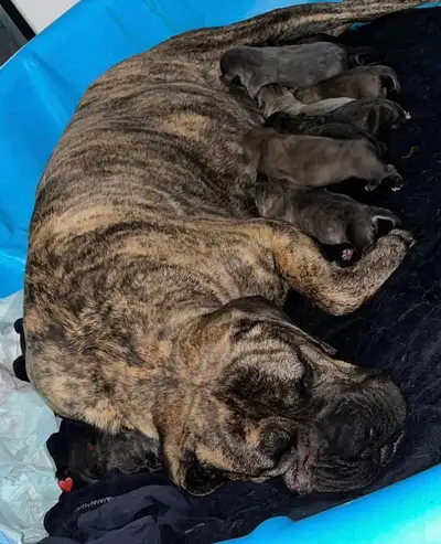 Cane Corso (italian mastiff) puppies , View more