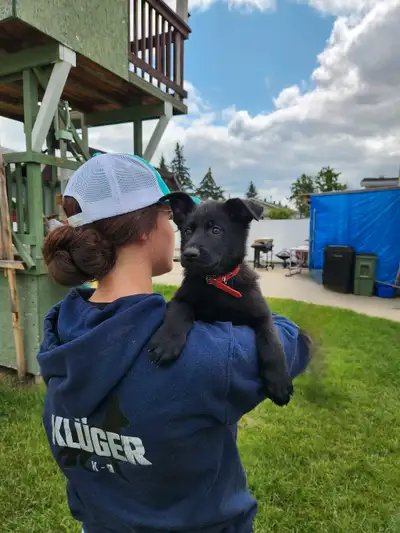 *Pics updated* CKC German Shepherd pups, View more