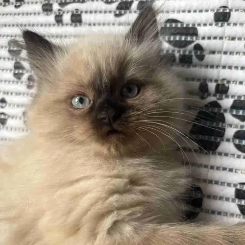 Maine coon X Norwegian forest Chatons à vendre – Très affectueux et propres Adorables chatons nés le...