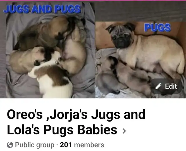 Jug Puppies | Dogs & Puppies for Rehoming | New Glasgow | Free local ...