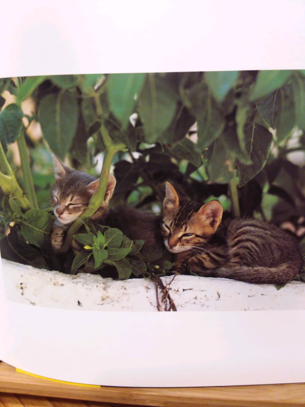 LIVRE LES CHATONS DES ÎLES GRECQUES in Accessories in Lanaudière - Image 6