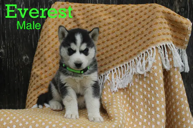 Siberian Husky Puppies! in Dogs & Puppies for Rehoming in Thunder Bay - Image 4