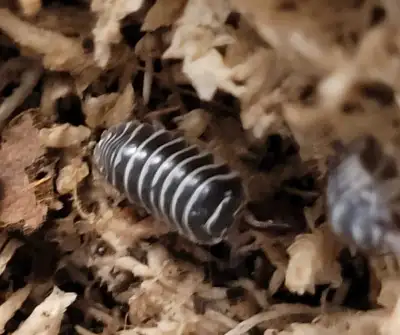 Zebra Isopods Armadillidium maculatum, View more