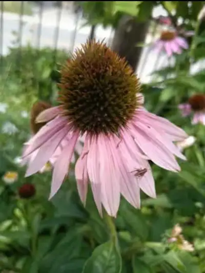 Echinacea seeds ( medical Pink flower), View more