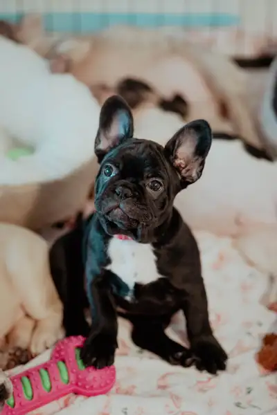 Strong Bloodlines. Exotic Frenchies. Unmatched Quality. , View more