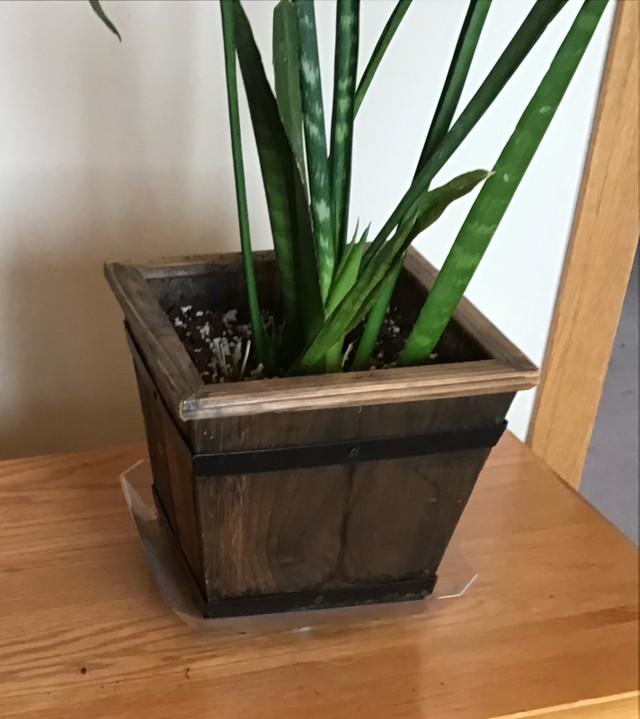 Very Healthy  Indoor/ Outdoor Snake plant with Planter  in Plants, Fertilizer & Soil in Calgary - Image 3