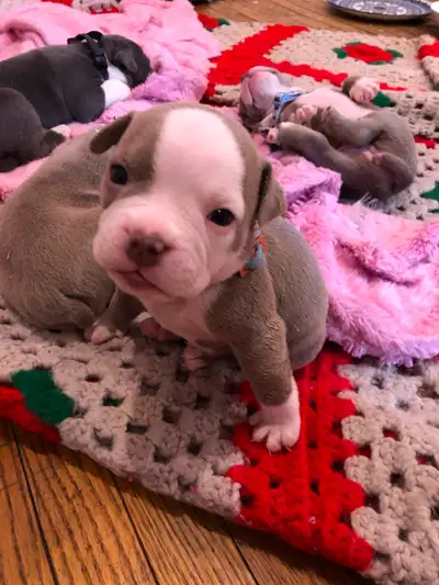 English Bulldog  Shorty Hybrid Puppies, View more