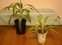 20"Spider Plant And Yucca Tree $2.00 EACH