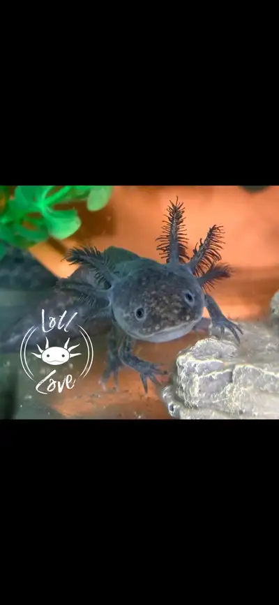 Wild Type Axolotl Available Wild types show off the axolotl’s natural markings and classic look, wit...