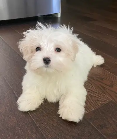 We have two gorgeous male Maltese puppies looking for loving families! These sweet, silky white fur...