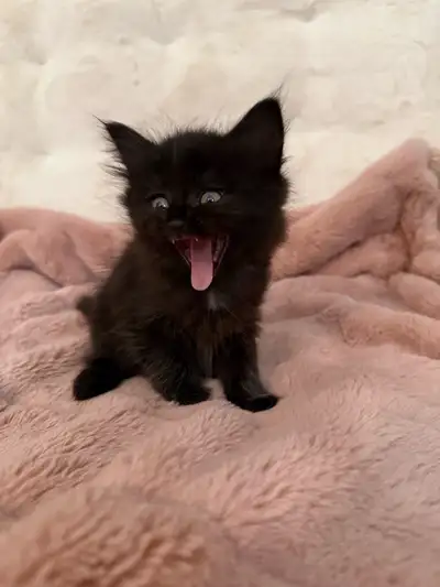 Long Haired Black Kittens , View more