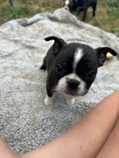 Frenchton pups, View more