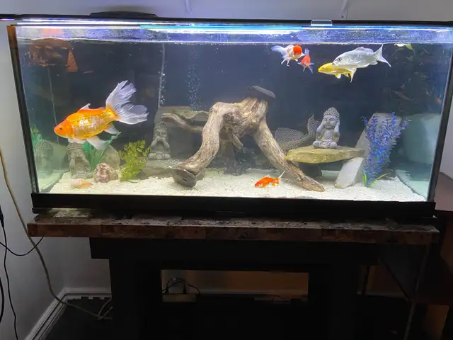75 GALLON AQUARIUM FISH TANK $1100 - Pickering in Accessories in City of Toronto - Image 10