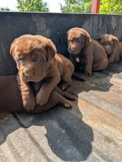Chiots labrador brun, View more