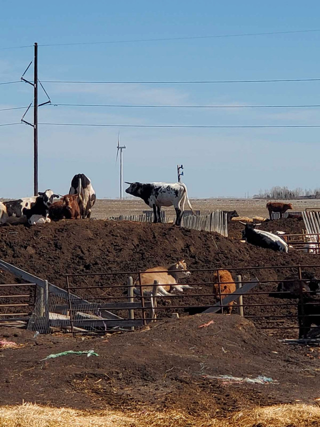 Grass calves feeders in Livestock in Medicine Hat