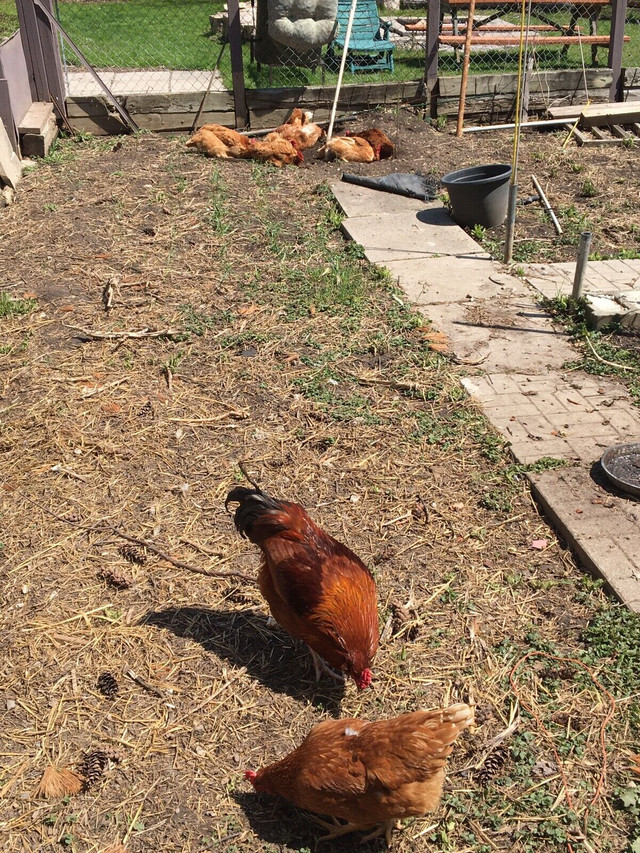 CHICKENS HENS AND PIGEONS FLOCK $1800 PICKERING in Livestock in City of Toronto - Image 2