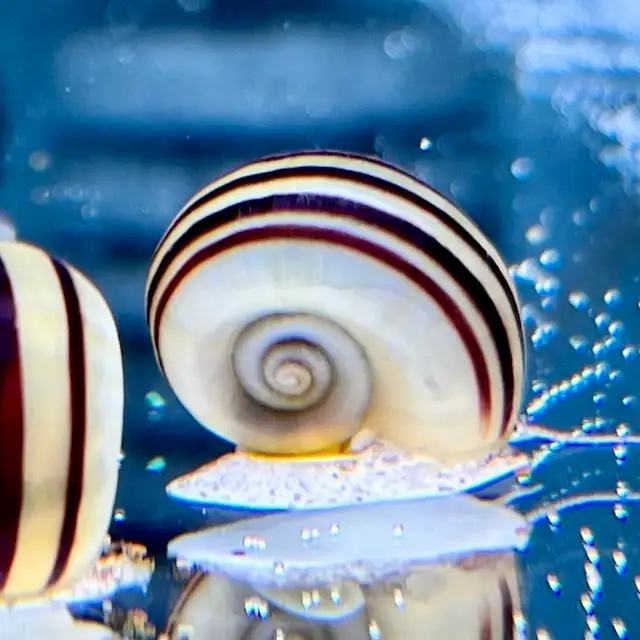 Nerite Snails That Actually Clean Your Tank in Fish for Rehoming in Kitchener / Waterloo - Image 3