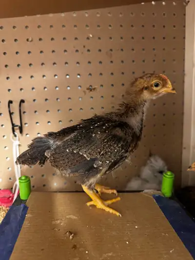 Pure Wellsummer Rooster FREE, View more