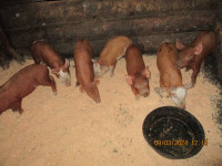 Weaner piglets ready to go mid March, some later