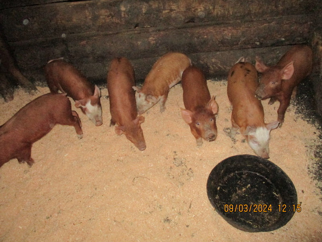 Weaner piglets ready to go mid March, some later in Livestock in Williams Lake