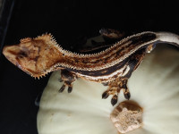 Quad Stripe Male Crested Gecko