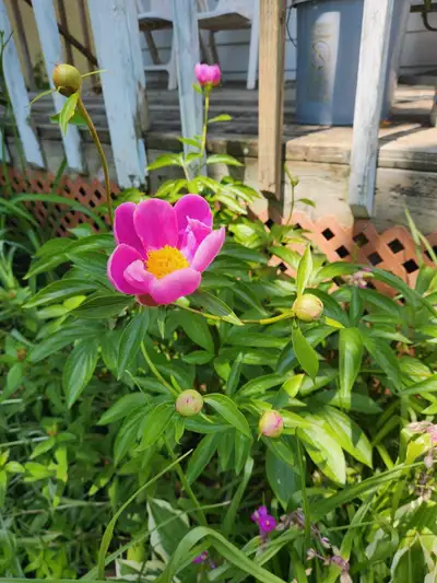 These are garden Peonies with vibrant, large flowers that return every year. These plants have been...