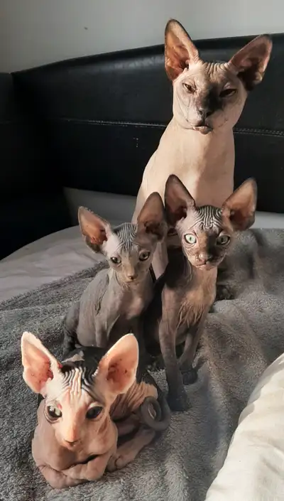 MES CHATONS SPHYNX SONT ENFIN PRÊTS ! le noir est réservé  pr A., View more