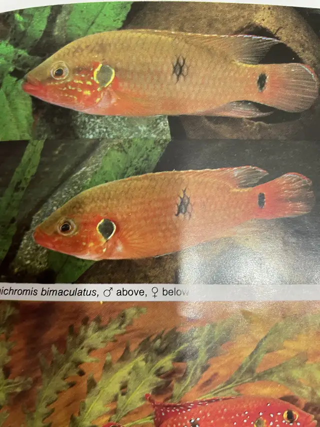 AQUARIUM ATLAS in Hobbies & Crafts in Laval / North Shore - Image 7