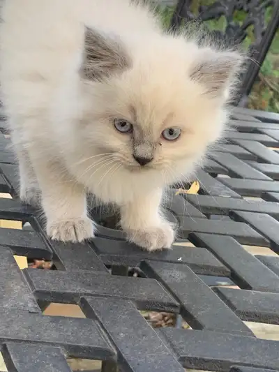 Blue Point Ragdoll–Himalayan– Kittens: Gorgeous Eyes, Gent, View more
