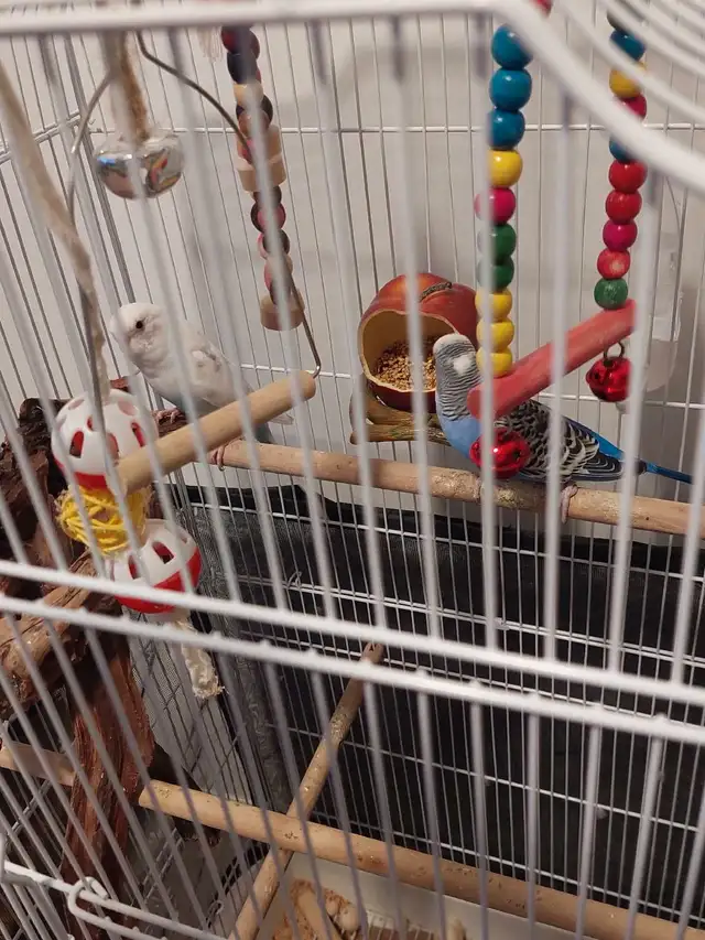 Budgies with cage in Birds for Rehoming in Markham / York Region - Image 2