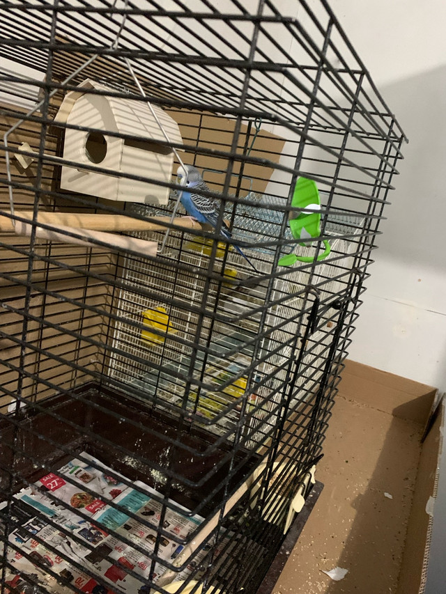 Love birds and budgies $30 each in Birds for Rehoming in La Ronge