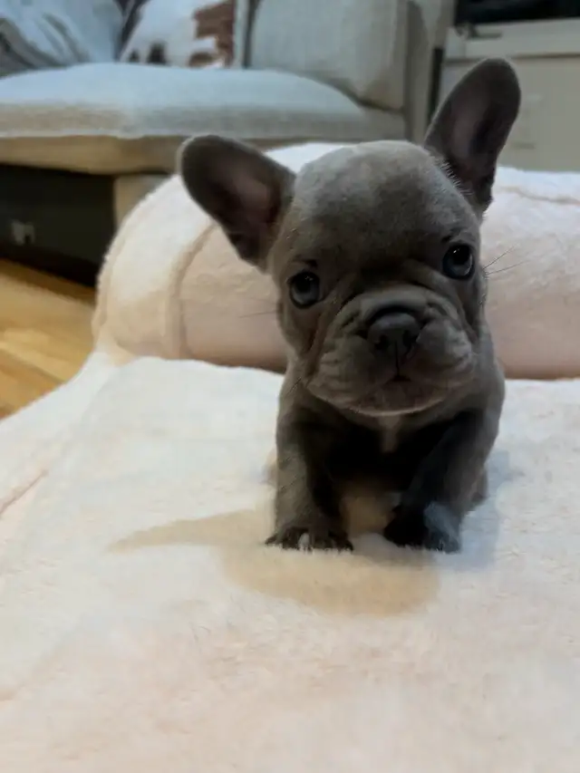 French bulldog puppies only 2 left! ***Price drop!*** in Dogs & Puppies for Rehoming in Winnipeg - Image 9