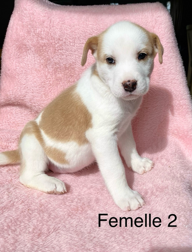 Chiots husky x labrador in Dogs & Puppies for Rehoming in Laval / North Shore