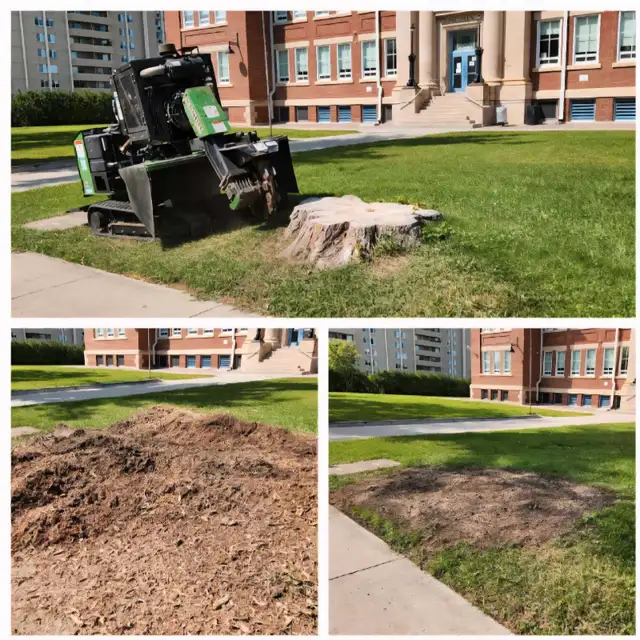 Quality Low Cost Stump Grinding 63848994216963124
