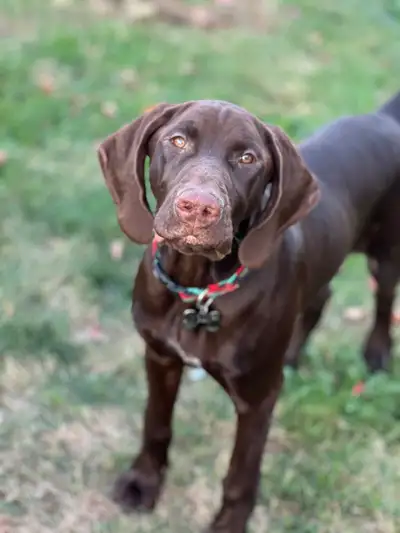 Dukka,  1 year old GSP (home pending), View more