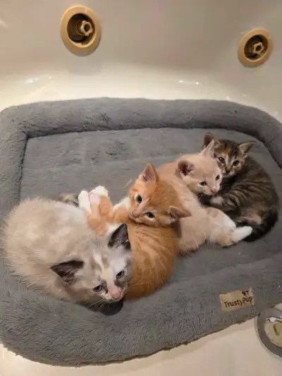Bebe chaton, View more