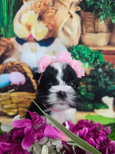 YORKSHIER TERRIER PUPPY ( Parti- yorkie female), View more