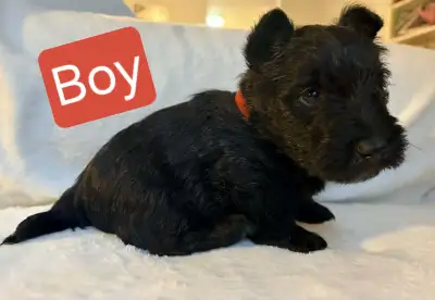 Scottish Terrier puppies, View more