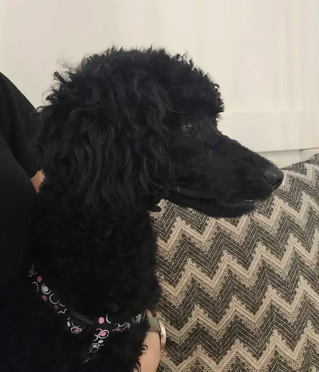 Moyen Poodle482653419246735362