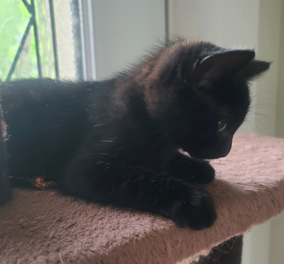 Kittens for sale, View more