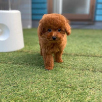 High Quality Pedigree Red Toy Poodle Pups