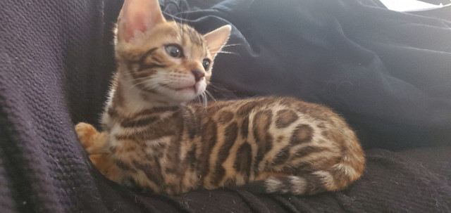 Purebred Rosette Bengal Kittens - M in Cats & Kittens for Rehoming in Moncton - Image 3