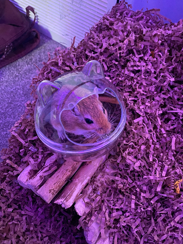 3 Gerbils and cage in Small Animals for Rehoming in Edmonton - Image 2