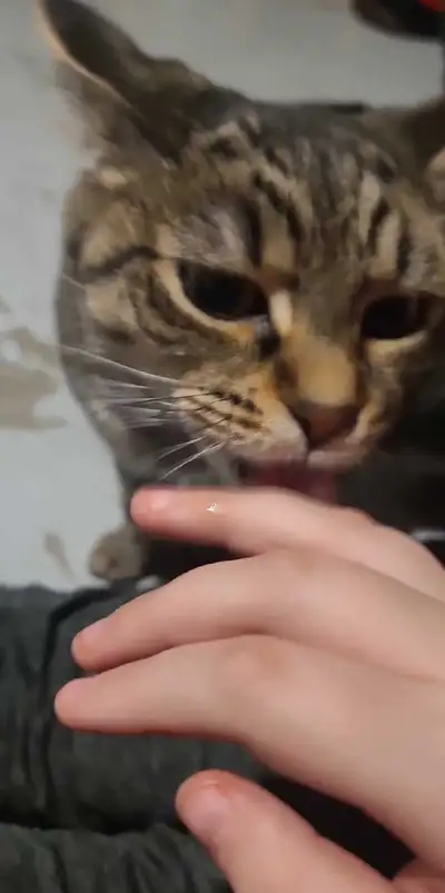 2 year old cat, View more