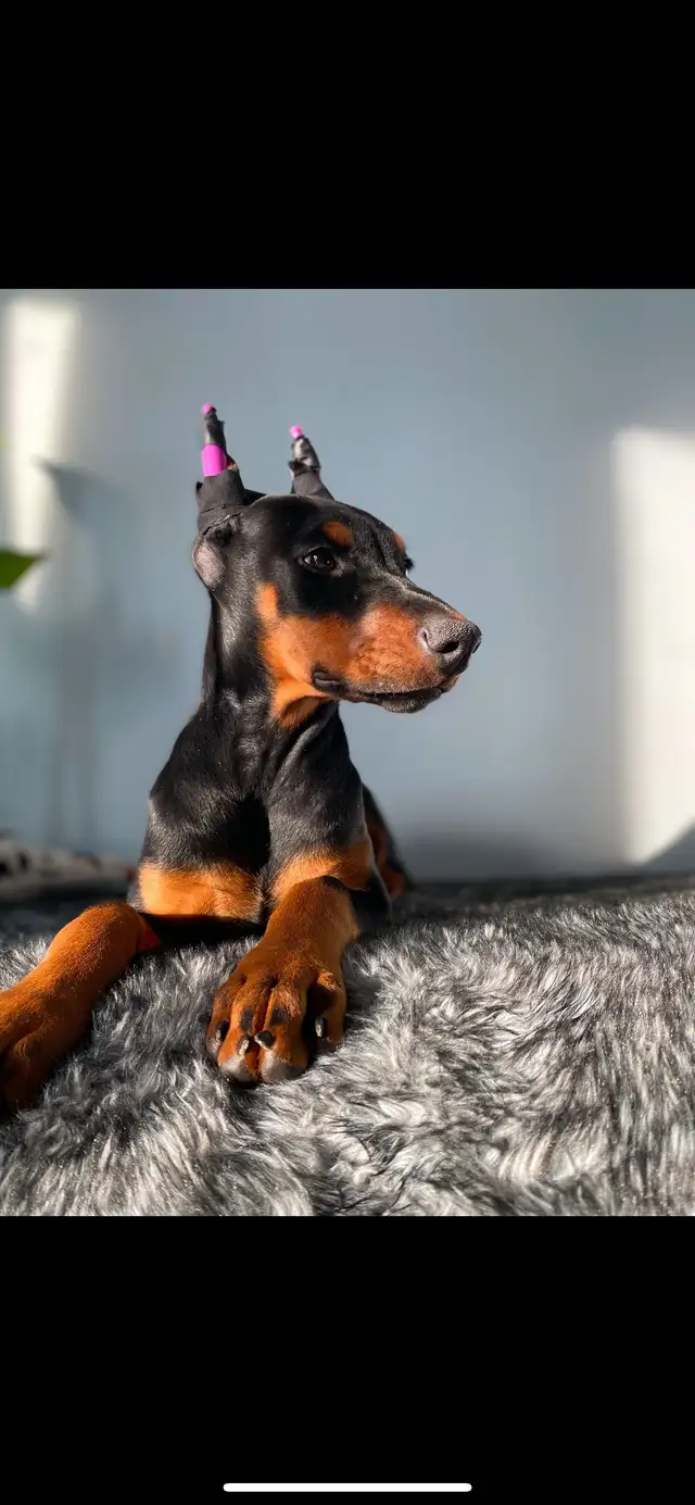 European Doberman Puppies!  1 Female available! in Dogs & Puppies for Rehoming in Edmonton - Image 2