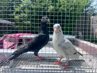 Young Rollers Pigeons, View more