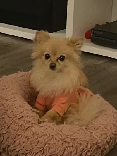 Beautiful 4-Year-Old Pomeranian for Adoption — Family Allergy Issue It is with a heavy heart that we...