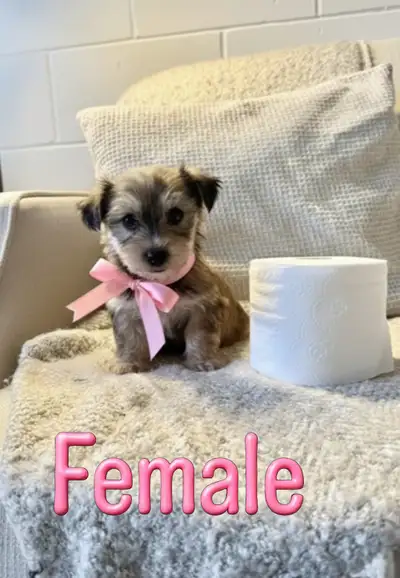 MORKIE PUPPIES READY FOR THEIR FOREVER HOME, View more