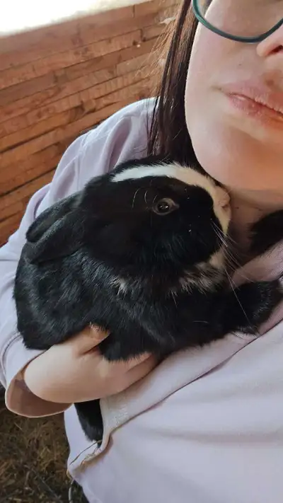 rabbits for sale, View more