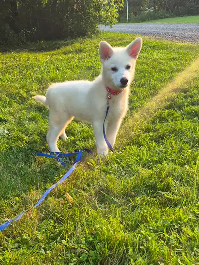 Berger blanc suisse X Samoyède 4 mâles, 2 femelles., View more